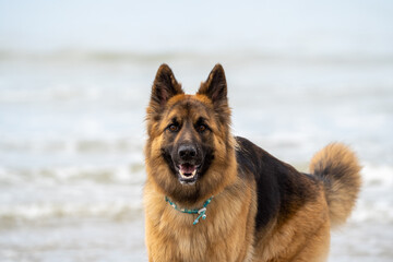 King german shepherd dog on the beach