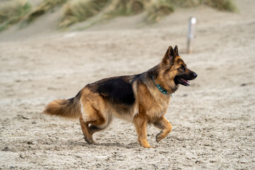 King german shepherd dog on the beach