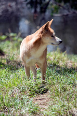 Naklejka na ściany i meble the golden dingo is searching for food