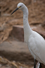 this is a side view of a great egret