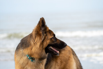 King german shepherd dog on the beach