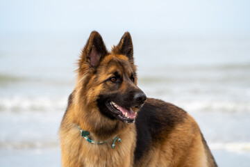 King german shepherd dog on the beach