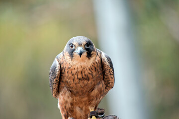 this is a close up of a hobby falcon