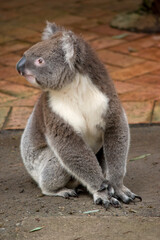 the koala is sitting on the ground