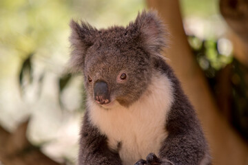 this is a close up of a koala