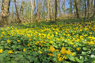 Obraz premium Yellow blossoming Lesser Celandine growing wild among trees in the forest in spring season