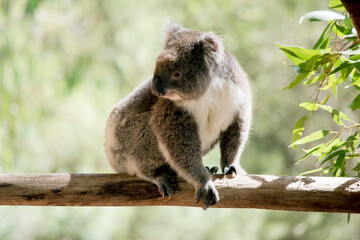 the koala is climbing on a tree branch © susan flashman