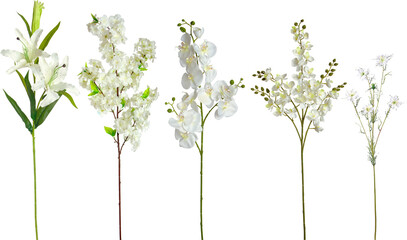 Artificial Flowers orchid  with transparent png background © Anthony