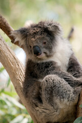 Naklejka premium the koala is sitting in the fork of a tree