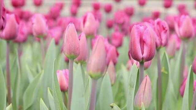 Field with pink tulips close-up. Tulip buds with selective focus. Natural landscape with spring flowers. World Tulip Day