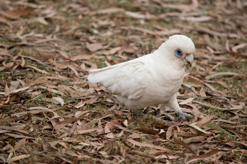 the little corella is looking for food