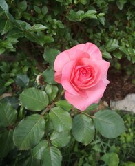 rosa, planta, primavera, flor