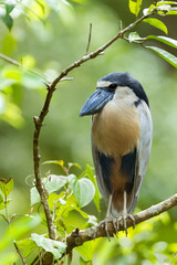 Boat-billed Heron roosting at the local pond 