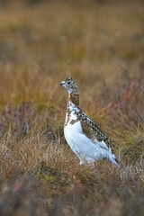 Willow Ptarmigan, Lagopus lagopus, bird in the tundra in Yukon, Canada
