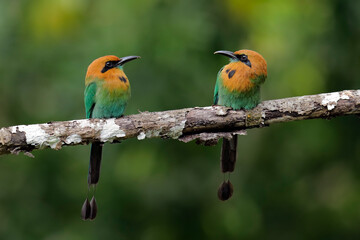 Broad-billed Motmots searching for a possible meal