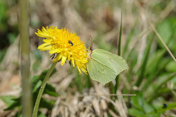 Female brimstone butterfly (Gonepteryx rhamni) visits a dandelion blossom.