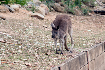 The kangaroo-island kangaroo is looking for food