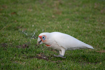 this is a side view of a long billed coella looking for food in the grass