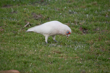 this is a side view of a long billed coella looking for food in the grass