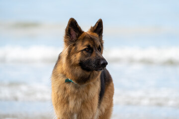 german shepherd portrait