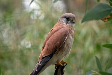 the nankeen kestrel is perched on a branch