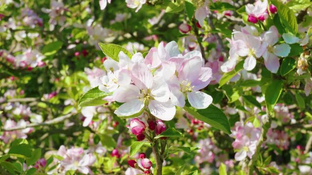 Blooming spring tree with white pink flowers close up
