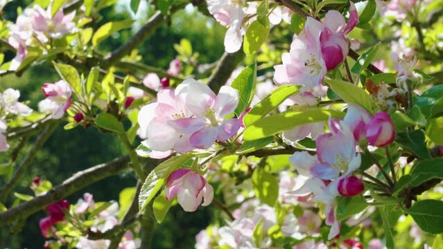 Beautiful blooming white pink tree flowers in the garden in spring. Orchard in bloom