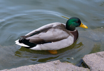 Close up to a mallard or wild duck inside a green lake 