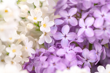Fototapeta na wymiar White and purple lilacs background