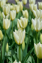 Field with white tulips Purissima