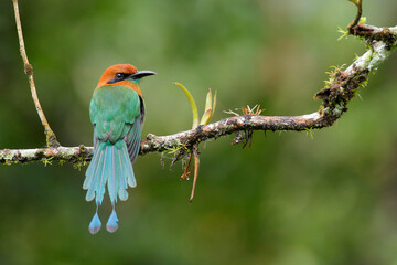 Broad-billed Motmot