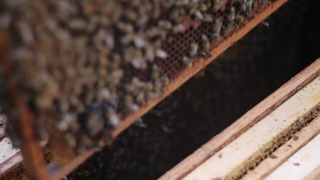 Close-up of a beekeeper removing a hive frame with bees crawling, captured in slow motion