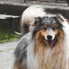 beautiful dog Rough Collie breed dog with orange gray white long big fur looking at me with his tongue out wagging his tail outdoor