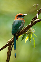 Broad-billed Motmot