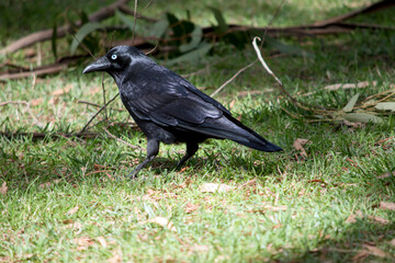 this is a side view of an Australian raven walking on grass