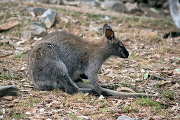 the red necked wallaby is resting on the ground