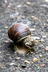 Snail and green leaf on asphalt closeup