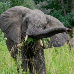 Fototapeta premium Elephant Eating