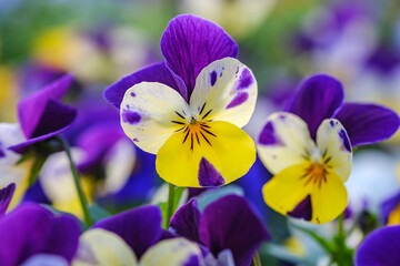 Heartsease or viola tricolor in garden in Bad Pyrmont, Germany, closeup.
