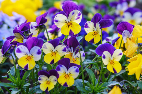 Heartsease or viola tricolor in garden in Bad Pyrmont, Germany, closeup.