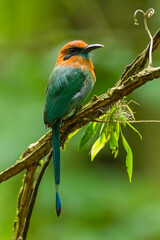 Broad-billed Motmot