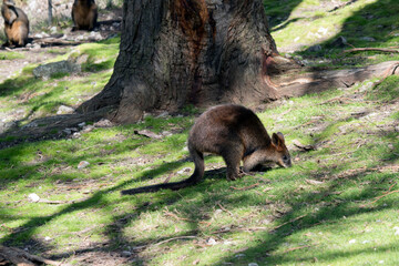 the swamp wallaby has a grey brown body long tail and brown eyes