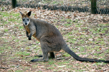 the swamp wallaby is looking for food