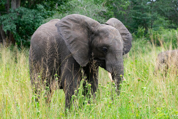Fototapeta premium African Elephant