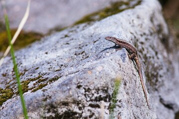 Common wall lizard (Podarcis muralis) on a white rock basking in the sun