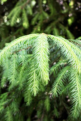 Green branches ate with needles close up