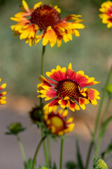 Gaillardia aristata red yellow flower in bloom, common blanketflower flowering plant, group of petal flowers