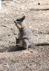 The tammar wallaby has a joey in her pouch