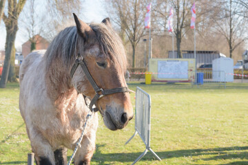 Fototapeta premium Spotted horse on a leash. Horses on sale at the horse fair. copy space