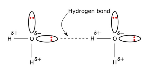 hydrogen bonding water molecules h2o h bond oxygen partial positive negative charge lone pair of electrons